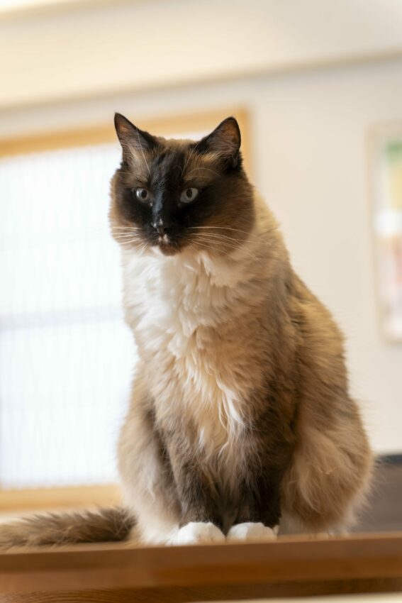 ギャラリー画像