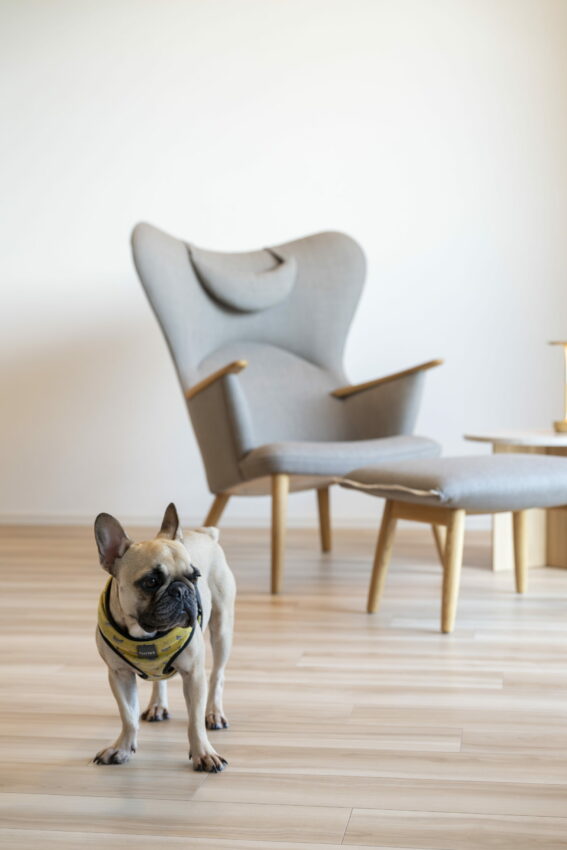 With a French Bulldog  F邸