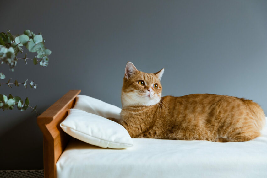 COURAGE+ ３０周年企画第二弾 しっぽのある家族と暮らす　-RONRONNER-